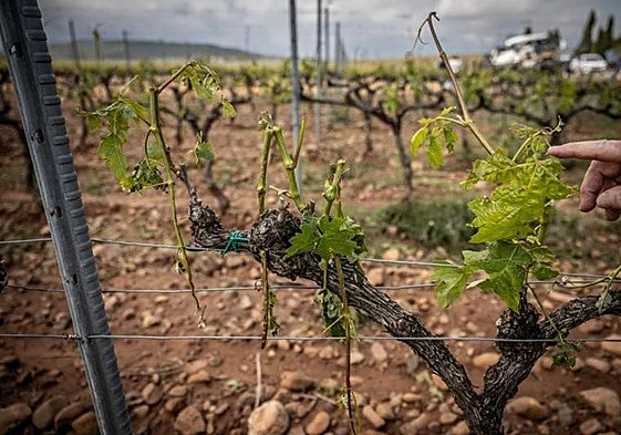 Viñedos arrasados por una tormenta con pedrisco este año