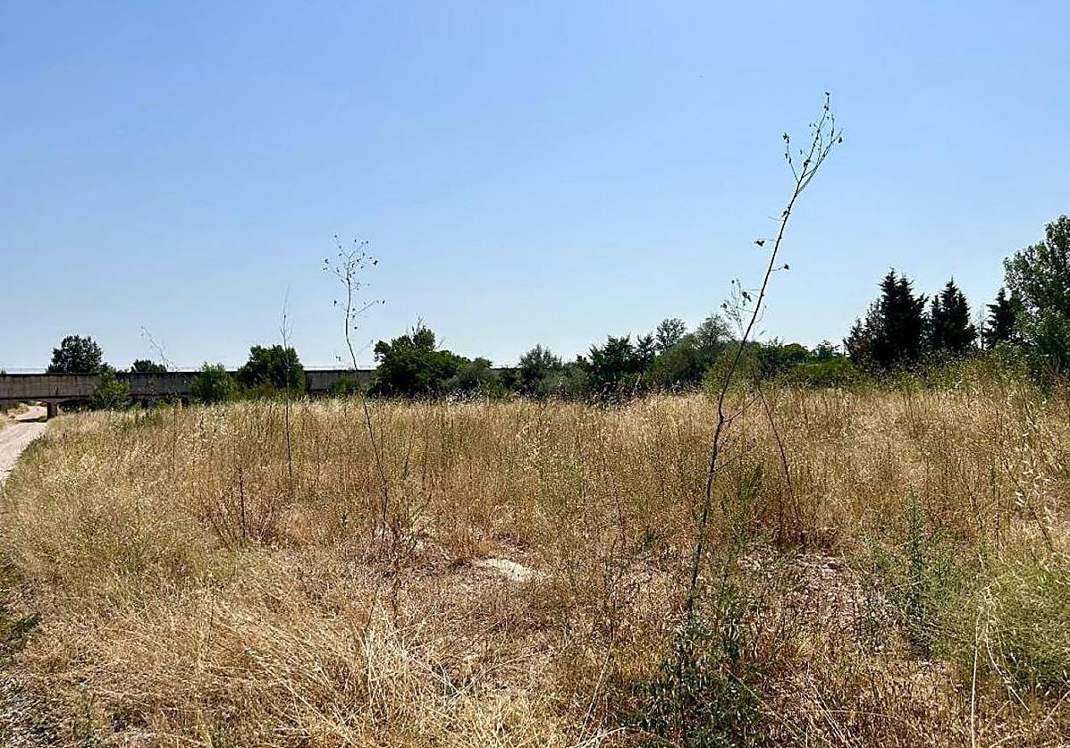 Árboles secos, en una zona repoblada junto a la ribera del Cidacos, el pasado mes de agosto.