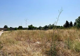 Árboles secos, en una zona repoblada junto a la ribera del Cidacos, el pasado mes de agosto.