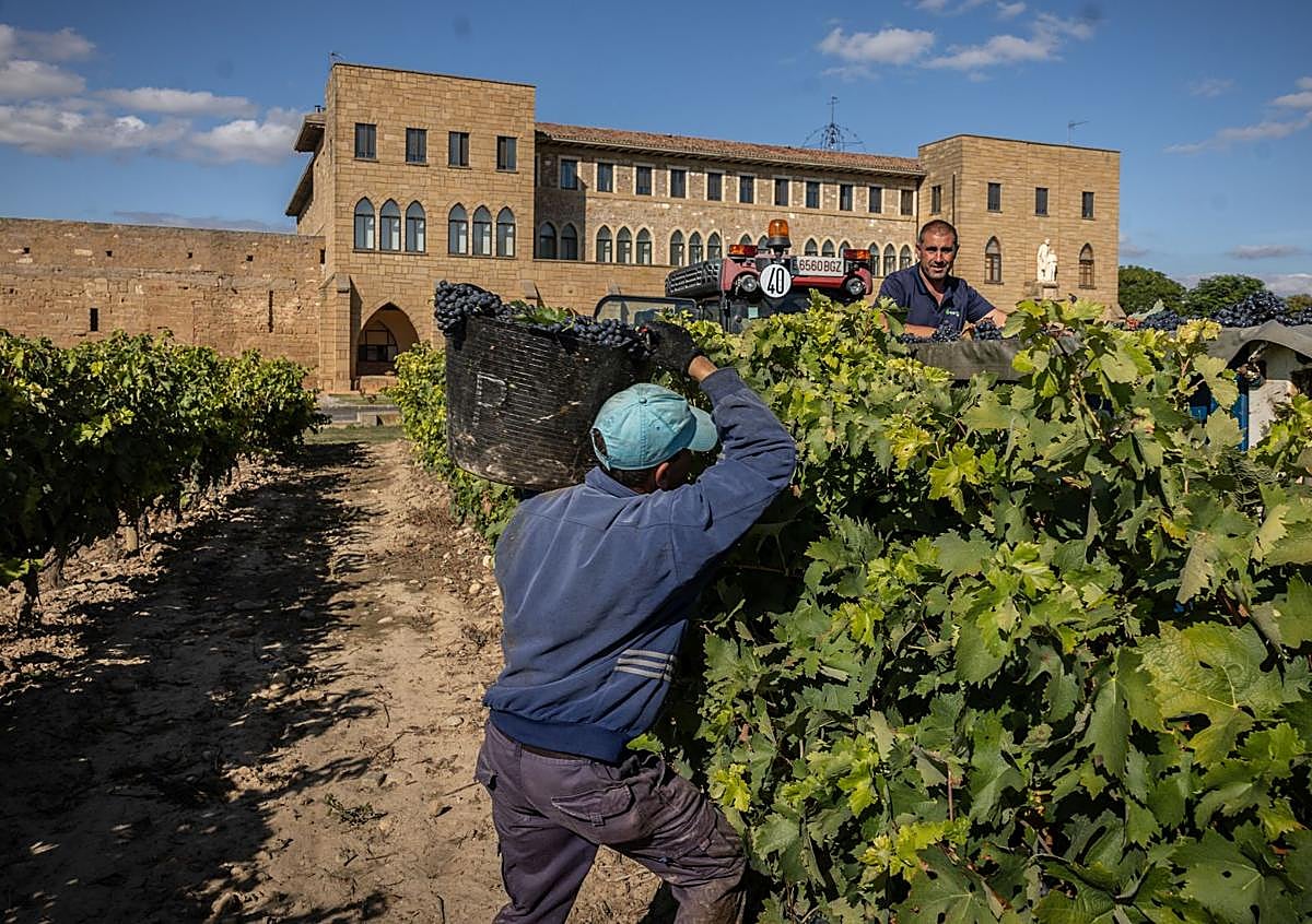 Imagen secundaria 1 - Vendimia en la tarde de ayer en el monasterio de La Estrella de San Asensio.