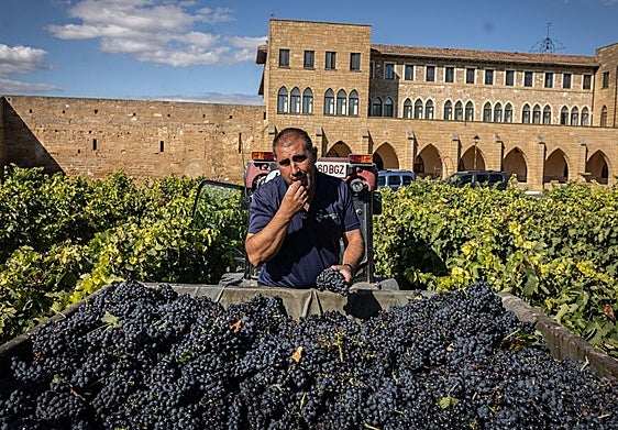 Javier Hernando prueba una de las uvas recién vendimiadas en el viñedo del monasterio de la Estrella de San Asensio.