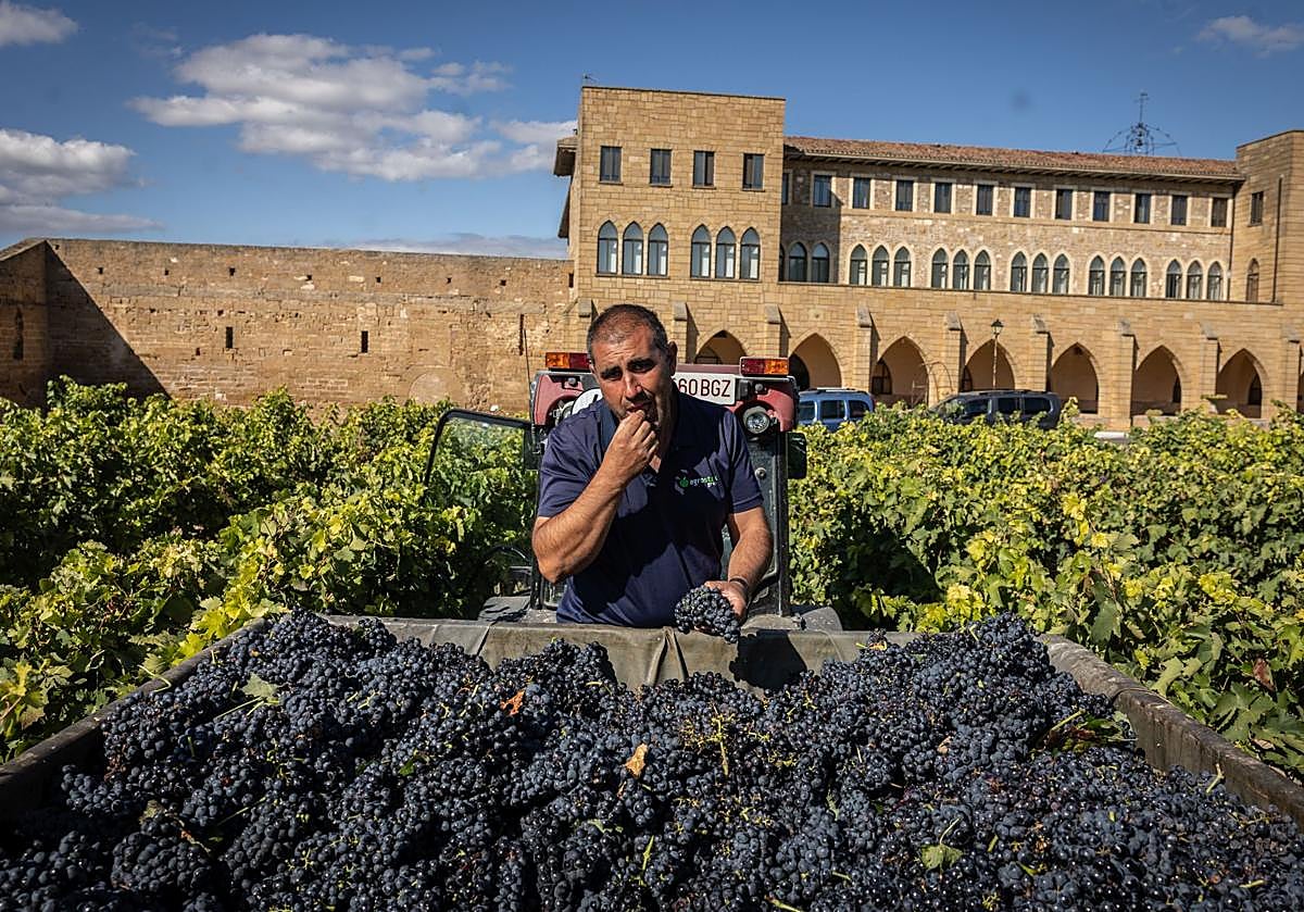 Javier Hernando prueba una de las uvas recién vendimiadas en el viñedo del monasterio de la Estrella de San Asensio.