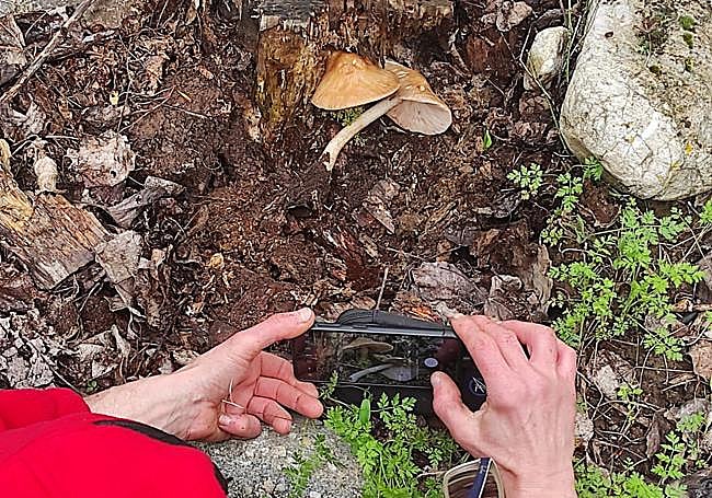 Un miembro de Verpa fotografía una seta.