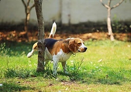 Un perro orina en un árbol durante un paseo por un entorno natural.