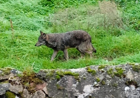 Una loba por las inmediaciones del río Urbión en Viniegra de Abajo.