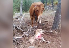 La vaca junto a su ternero devorado en Moncalvillo.
