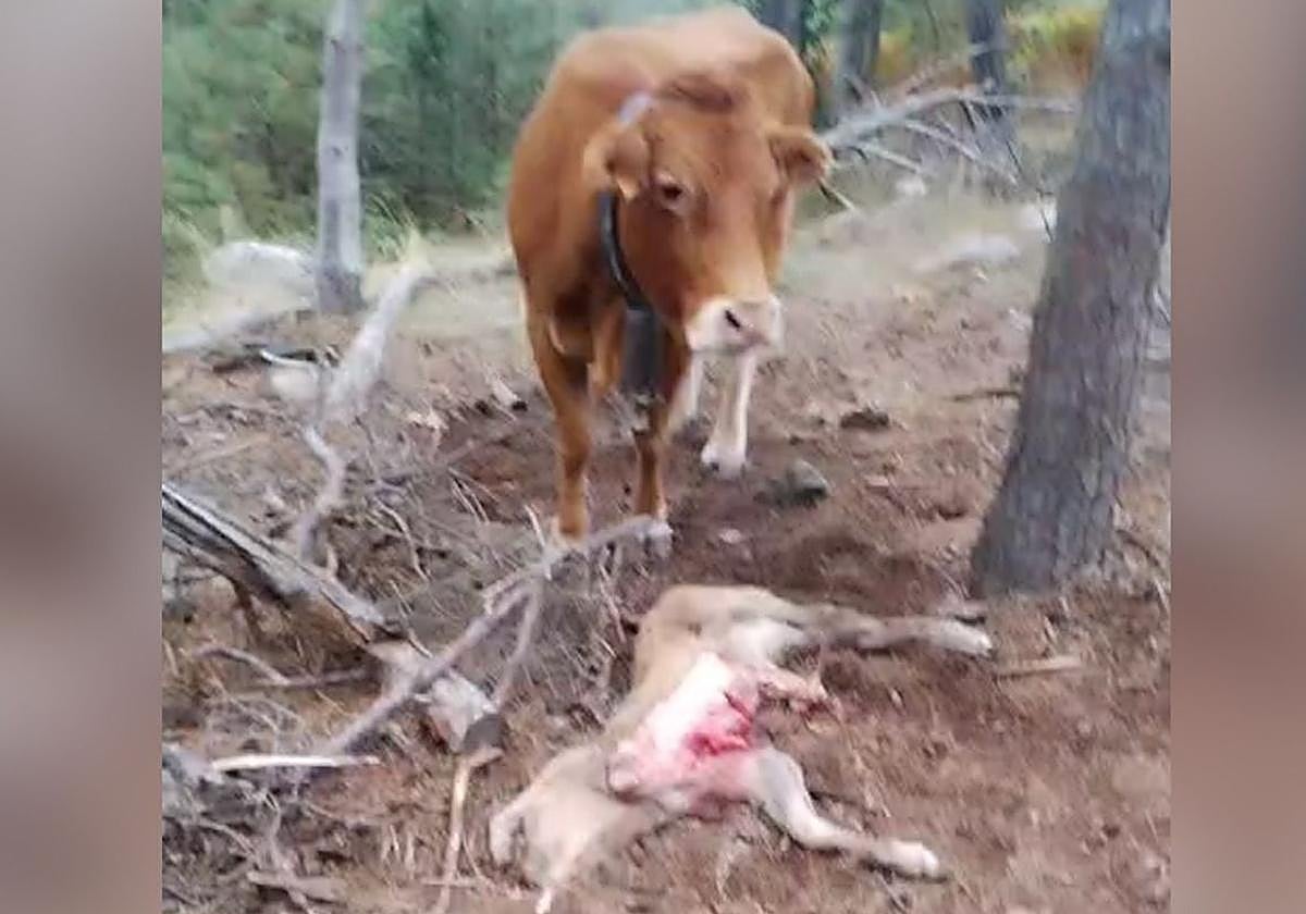 La vaca junto a su ternero devorado en Moncalvillo.