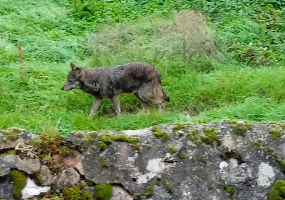 Una loba por las inmediaciones del río Urbión en Viniegra de Abajo.