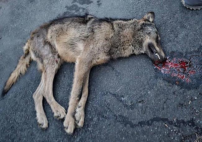 Lobo atropellado en la carretera LR-232 de acceso a Brieva de Cameros.