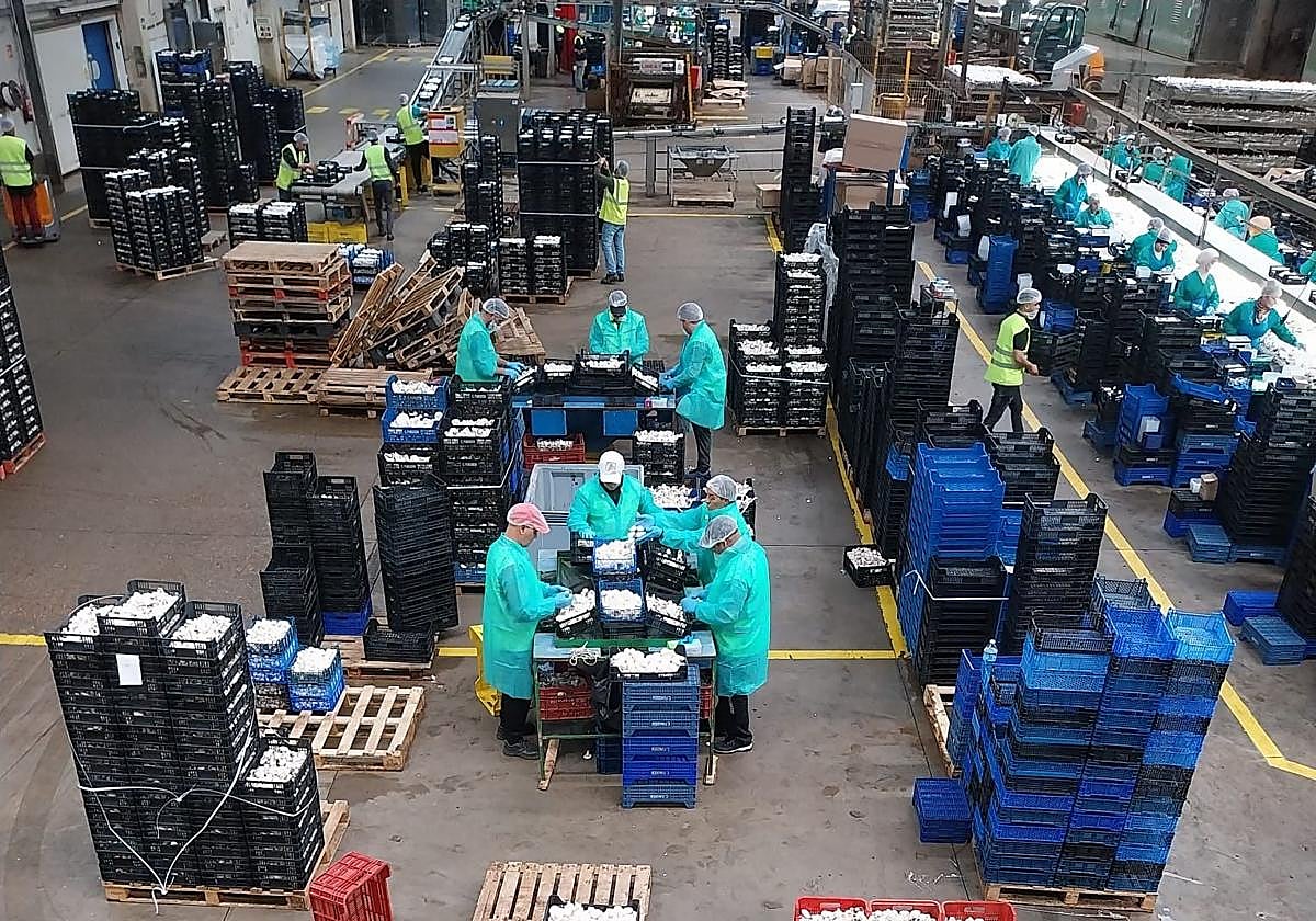 Trabajadores de The Real Green Food en una de las plantas de champiñón que el grupo tiene en Autol.