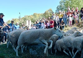 Las ovejas saltan sobre unas rocas al llegar a la Venta de Piqueras en la XIX Fiesta de la Trashumancia celebrada en Lumbreras.