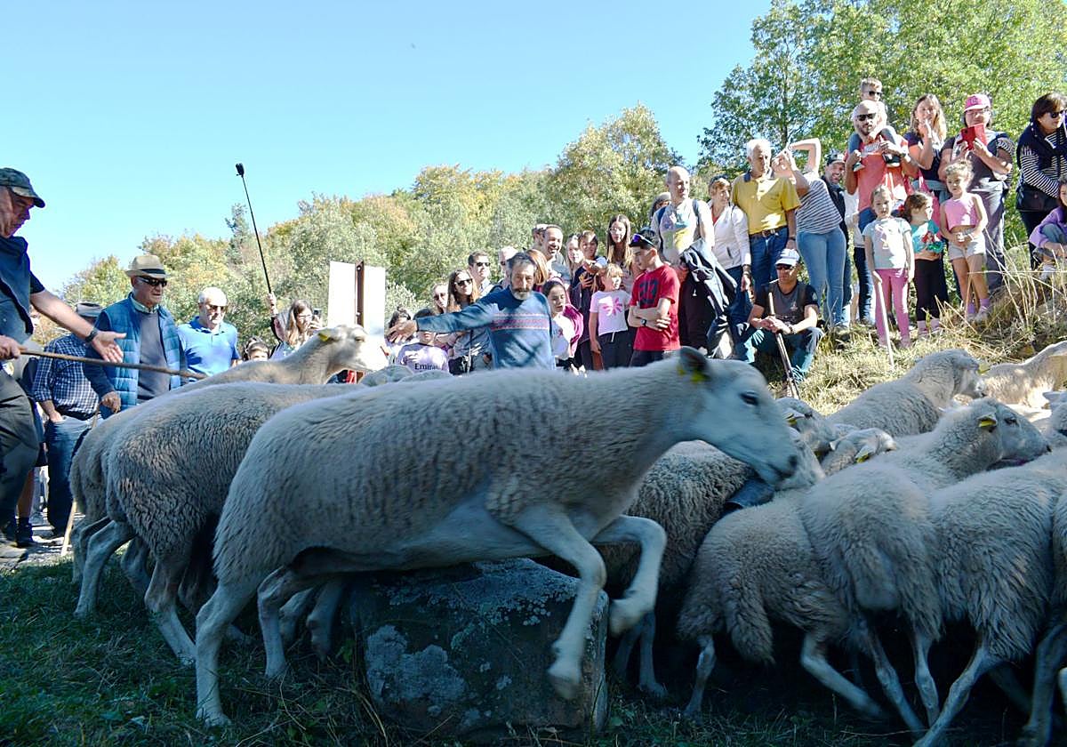 Las ovejas saltan sobre unas rocas al llegar a la Venta de Piqueras en la XIX Fiesta de la Trashumancia celebrada en Lumbreras.