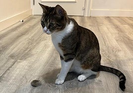 El gato logroñés Bonito posa con una bola de pelo después de ser cepillado, algo que se recomienda hacer habitualmente para evitar la ingesta del pelaje.