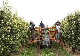 Trabajadores del campo, en una imagen de archivo.