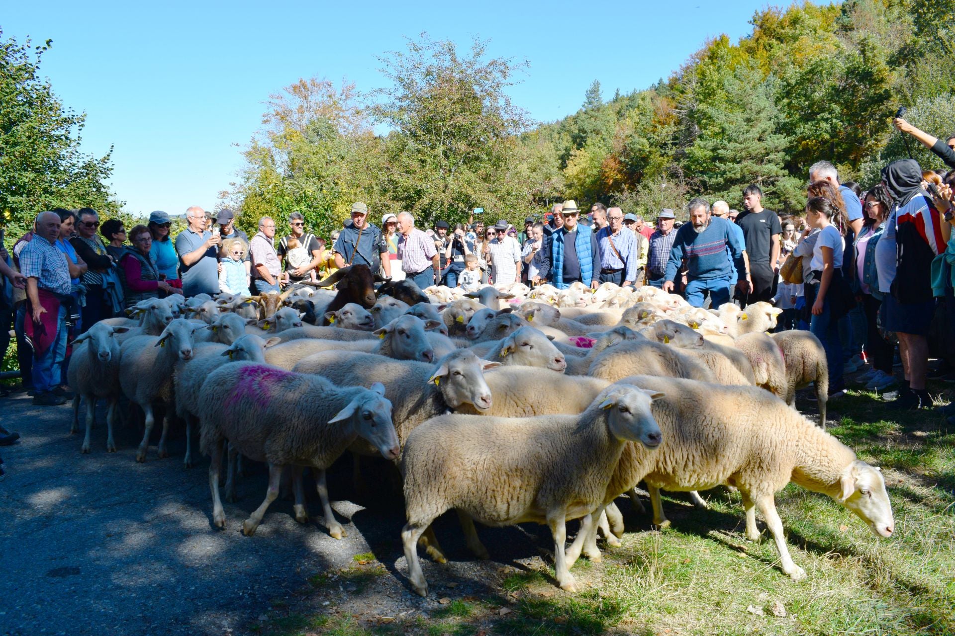La XIX Fiesta de la Trashumancia, en imágenes