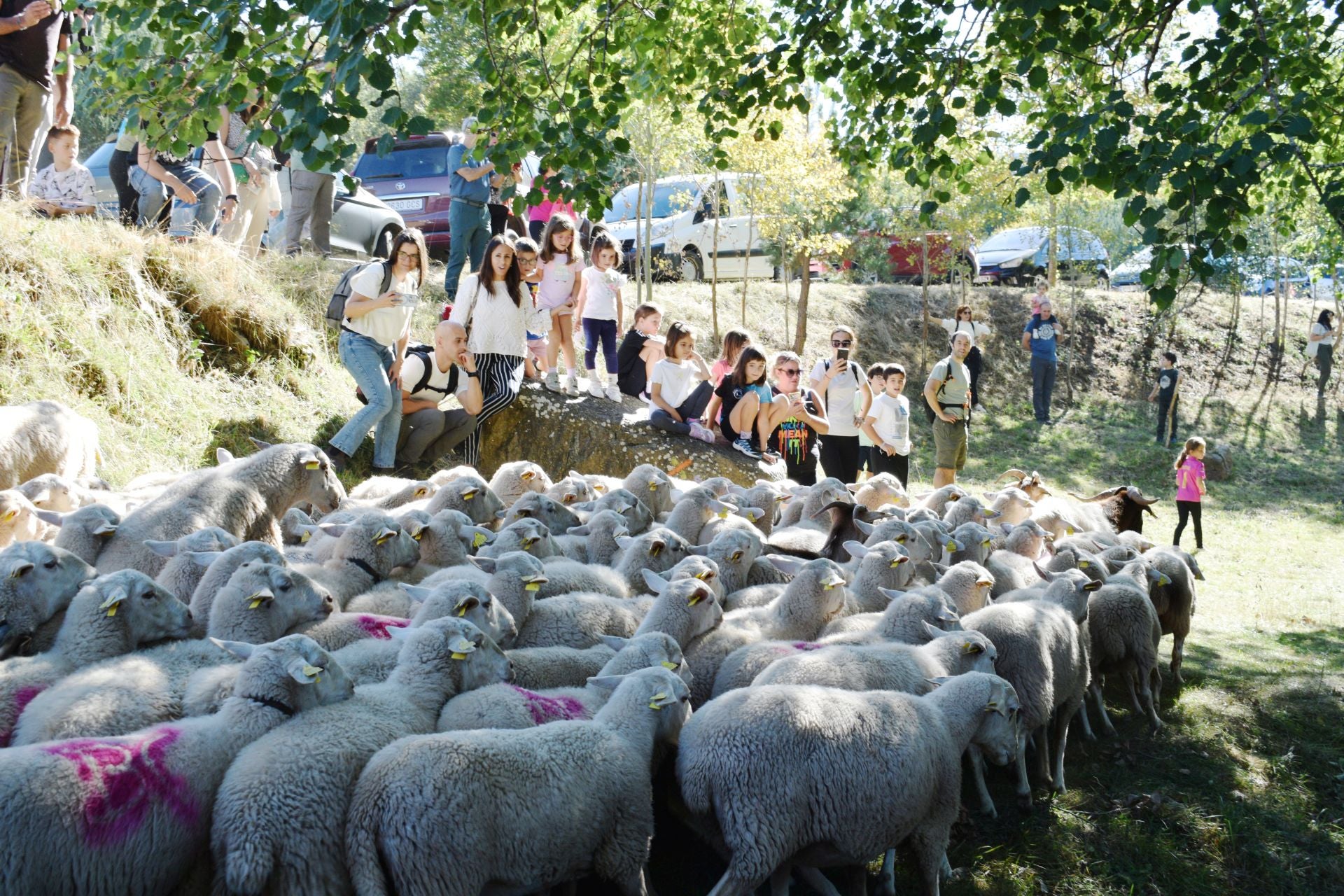 La XIX Fiesta de la Trashumancia, en imágenes
