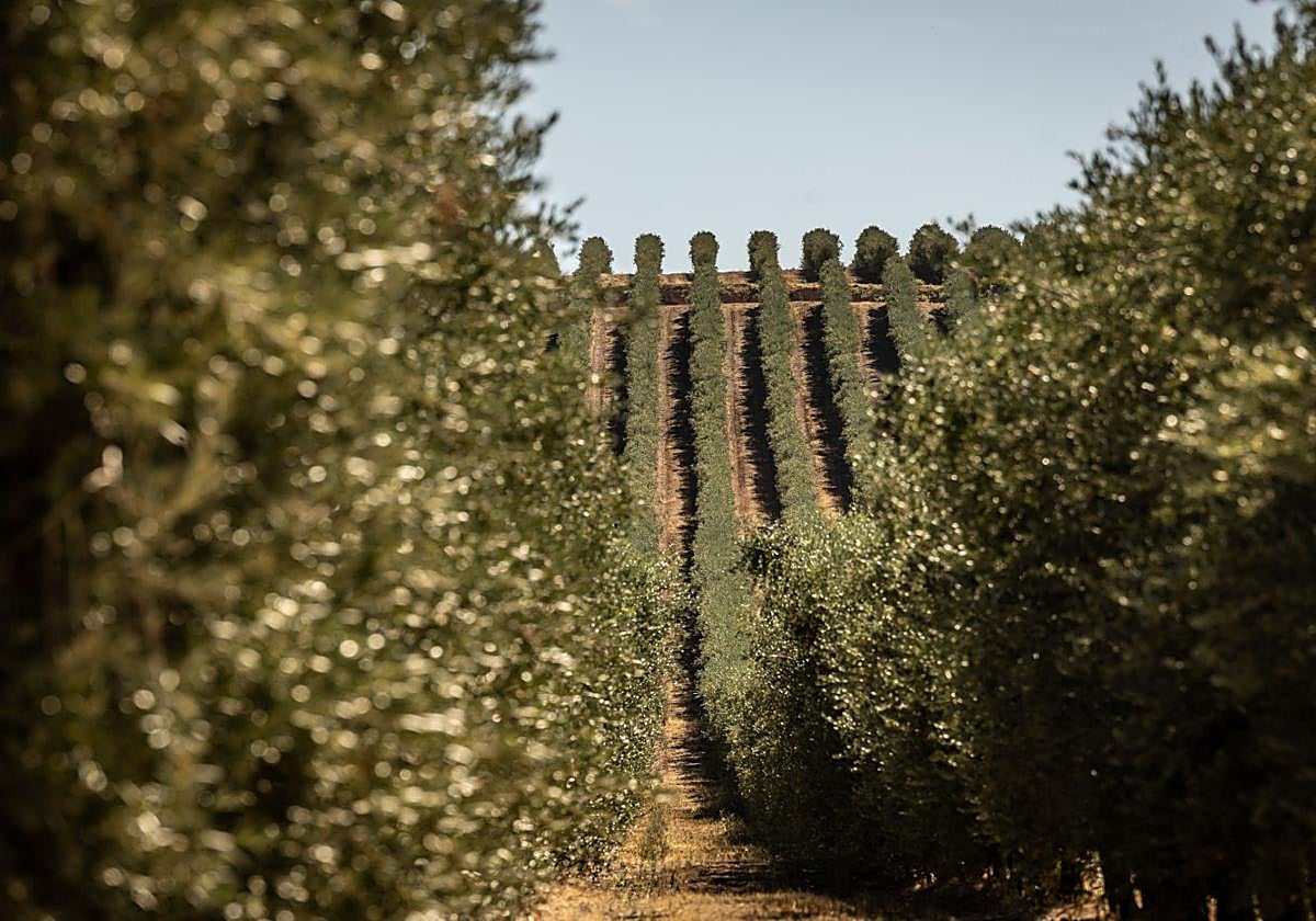 Filas en el campo queleño