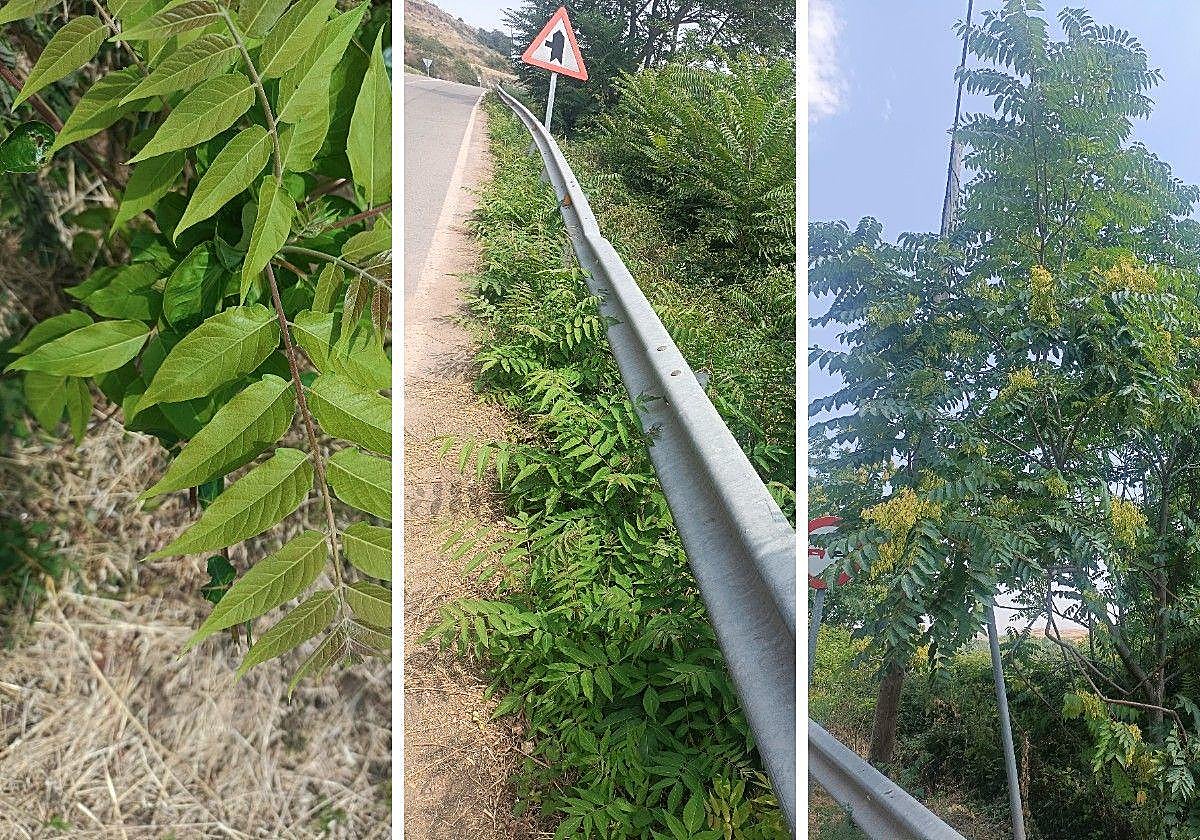 Tres imagen del alianto, especie invasora en La Rioja