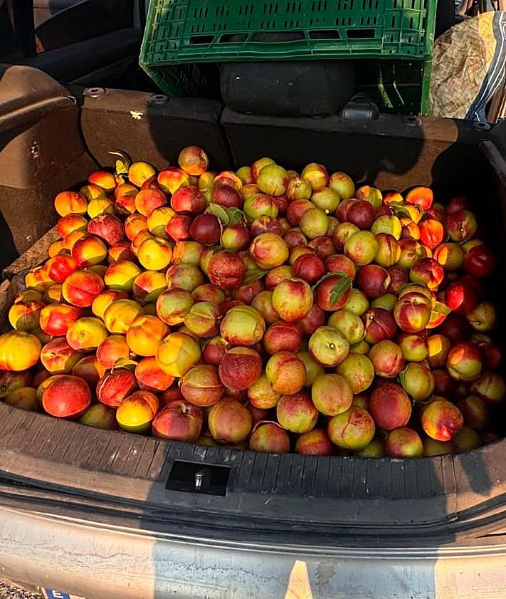 Imagen secundaria 2 - Investigado en Aldeanueva un hombre que llevaba 140 kilos de nectarinas robadas en el maletero