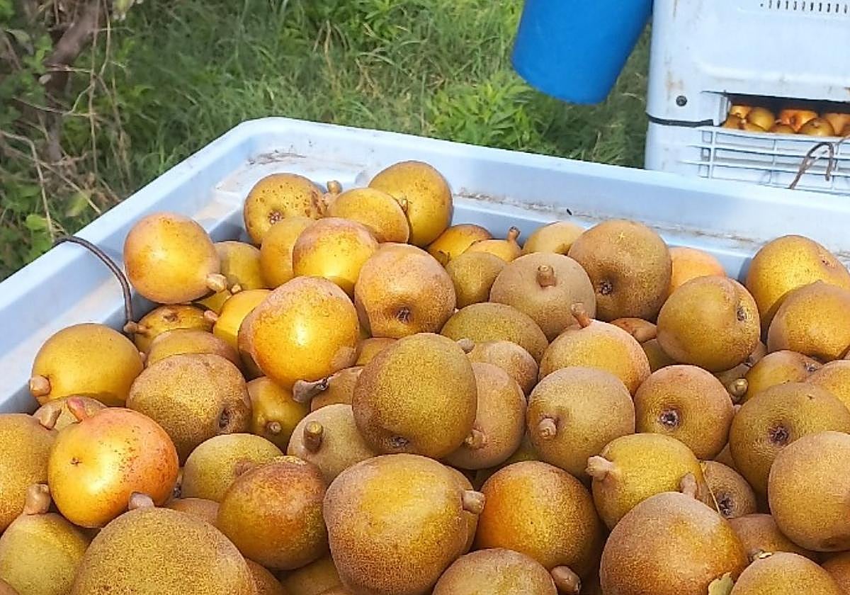 Pera Angélys en la finca de Calahorra que la cultiva.