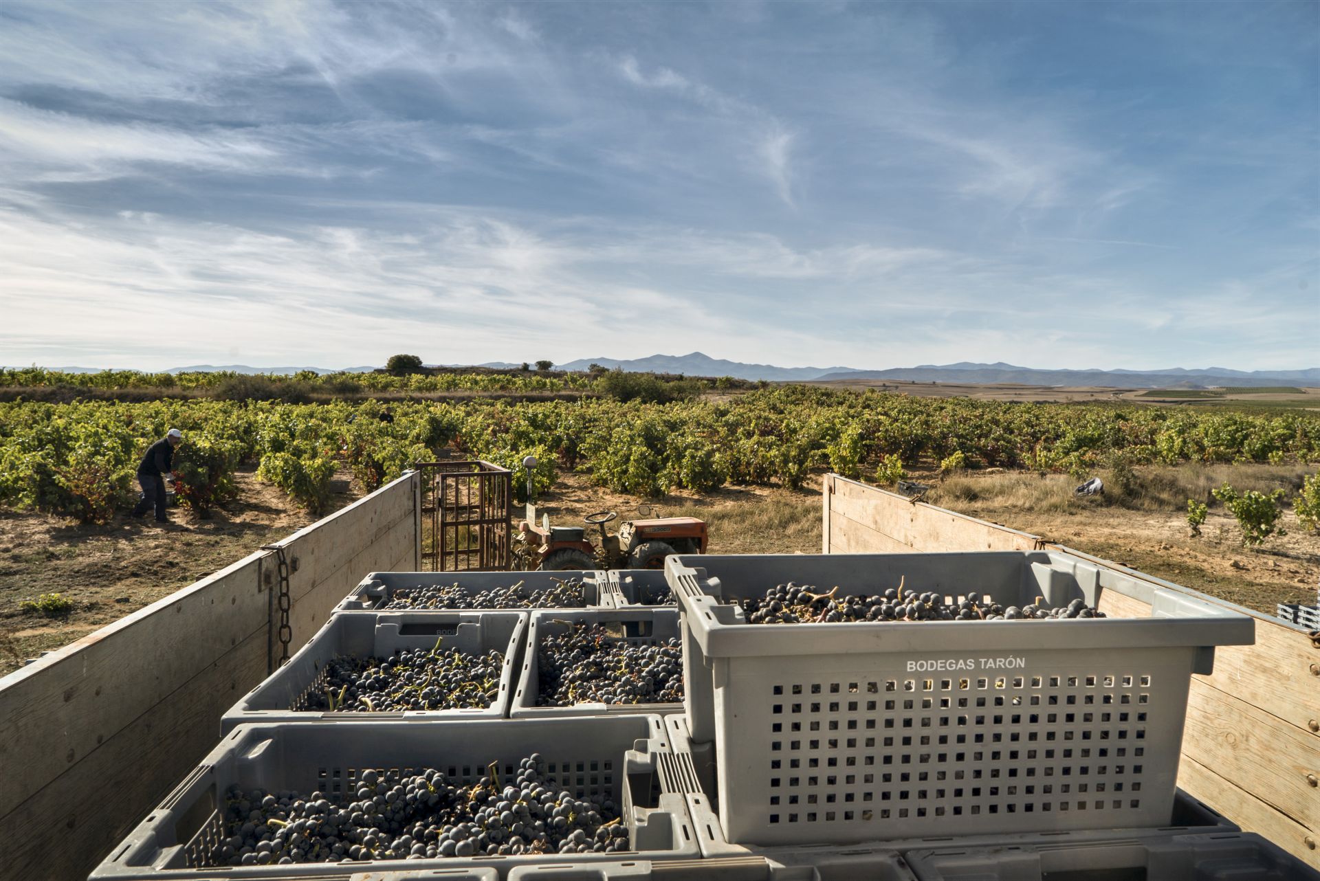 Vendimia de las uvas para el más que probable Pantocrator 2025, aunque habrá que esperar aún diez años