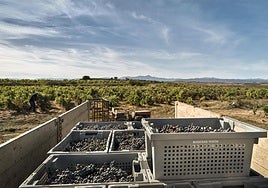 Vendimia de las uvas para el más que probable Pantocrator 2025, aunque habrá que esperar aún diez años