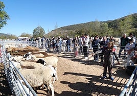 Una niña explicaba a los asistentes las características de su rebaño de ovejas.