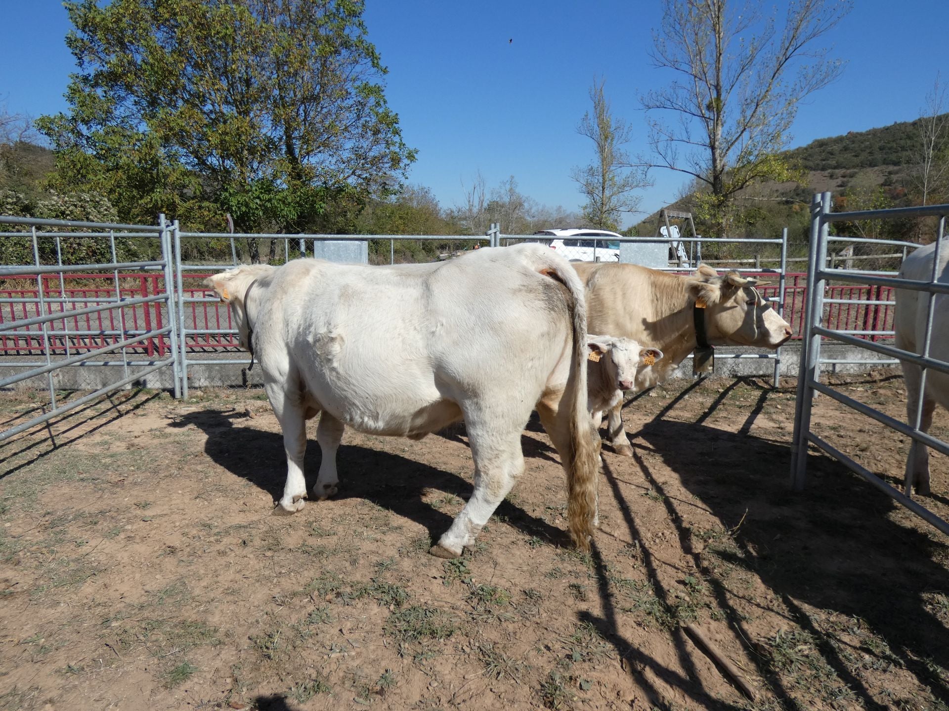 XXI Feria Ganadera y Artesanía Agroalimentaria de Ojacastro