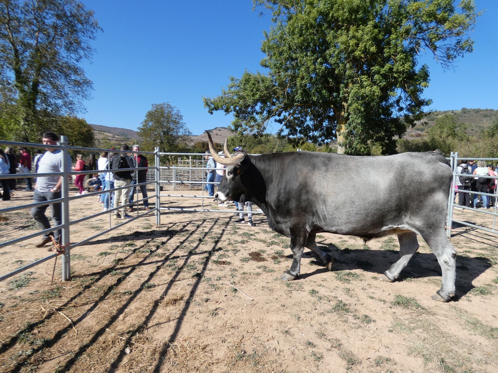 XXI Feria Ganadera y Artesanía Agroalimentaria de Ojacastro