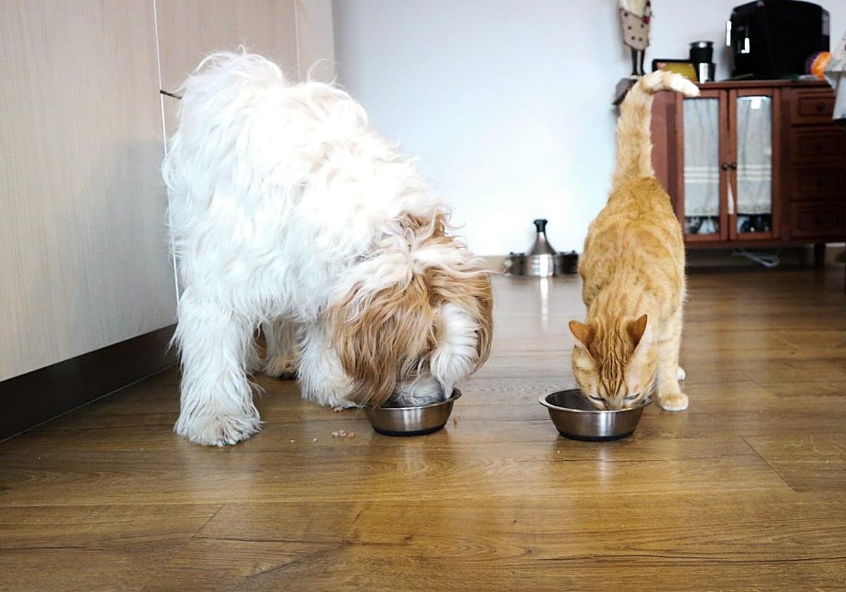 La perra Lucca y el gato Link comen de sus respectivos comederos en su hogar de Logroño.