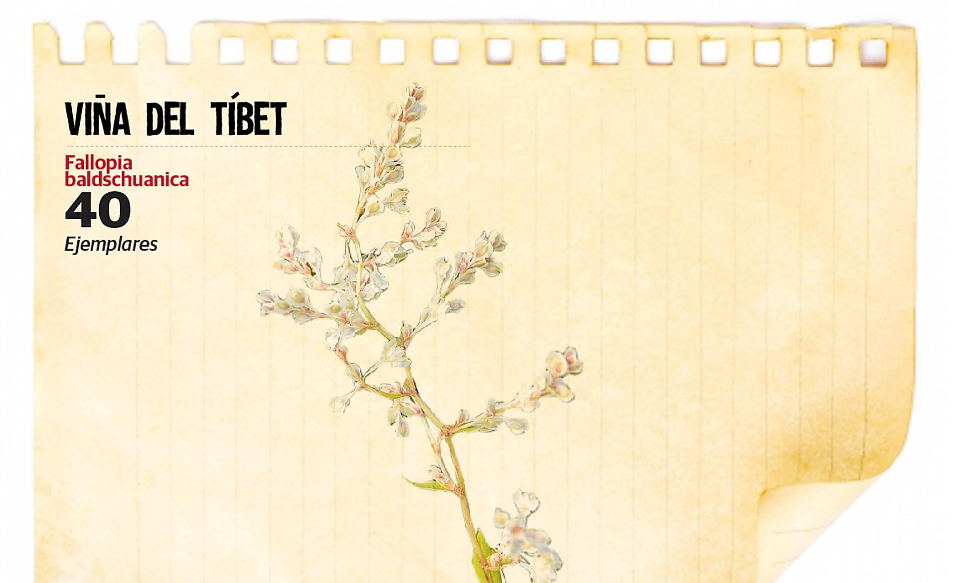 Scroll Story imagen 0