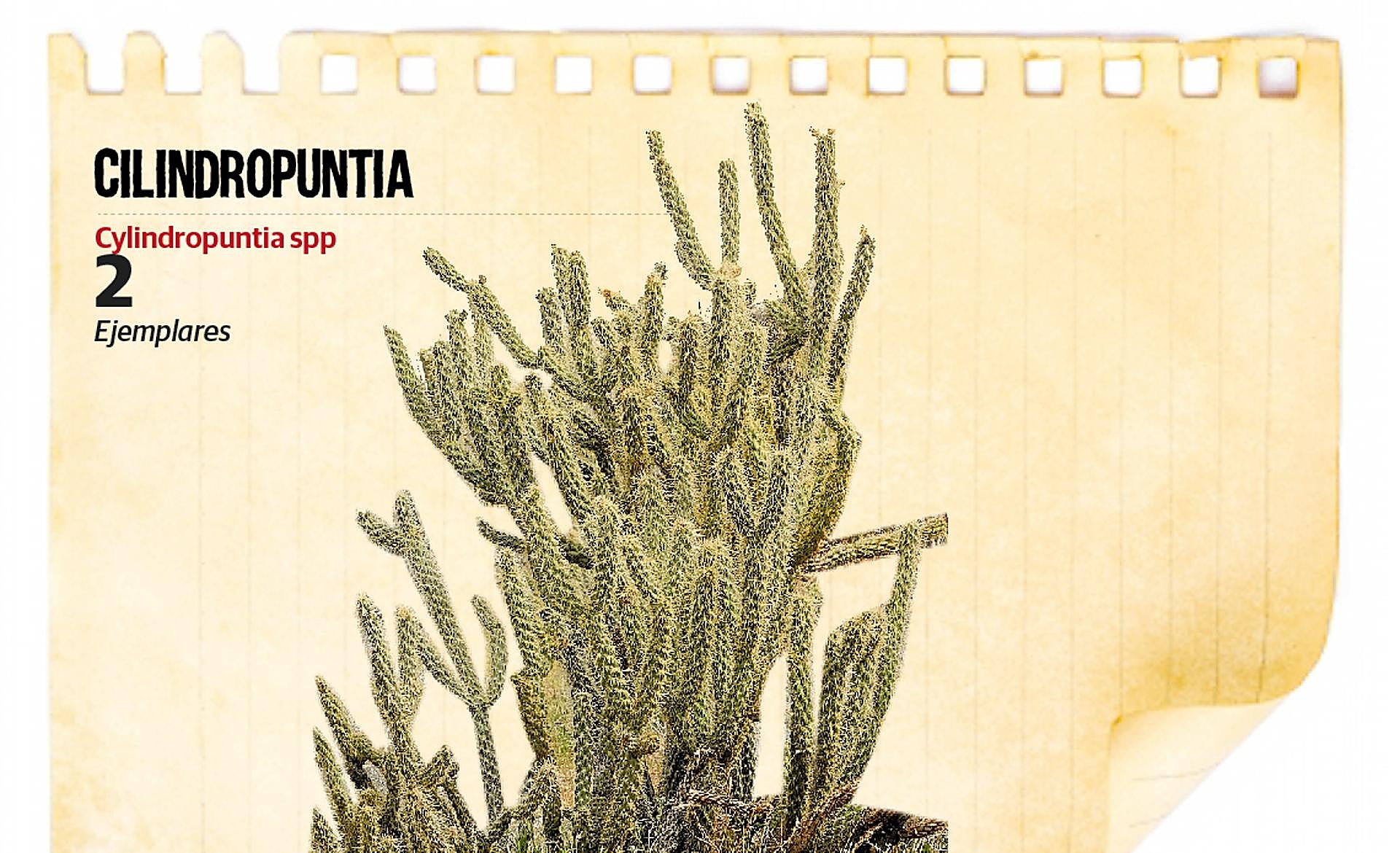 Scroll Story imagen 6