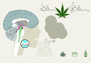 Las claves sobre el uso terapéutico del cannabis