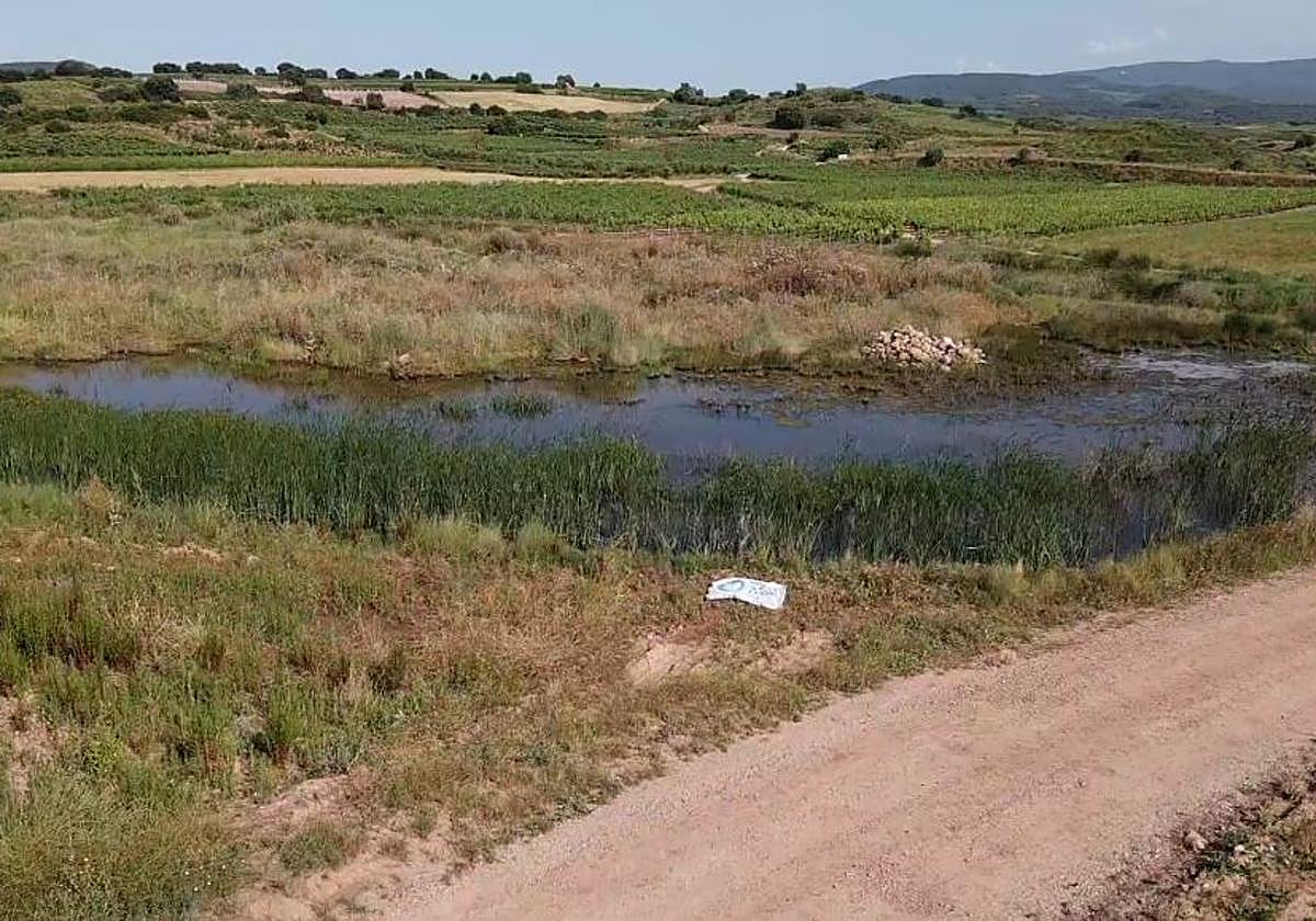 La laguna de Huércanos sobrevive rodeada de cultivos y con restos de agricultura.