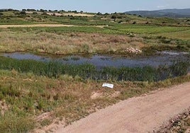 La laguna de Huércanos sobrevive rodeada de cultivos y con restos de agricultura.