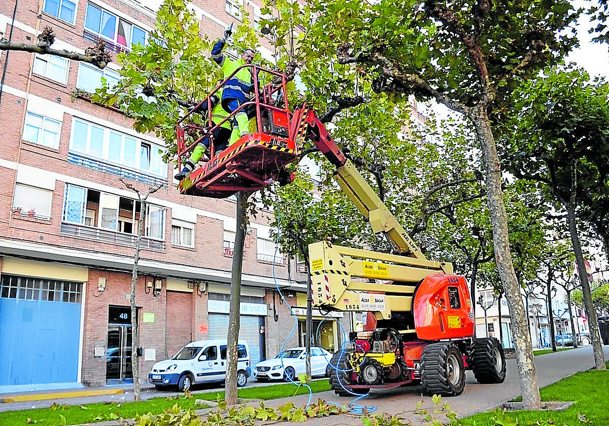 Poda de árboles realizada por el parque municipal de obras y servicios de Calahorra.