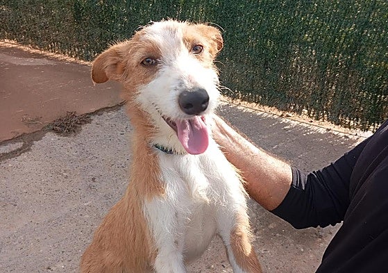 Bambi, un cachorro de tan solo seis meses de edad