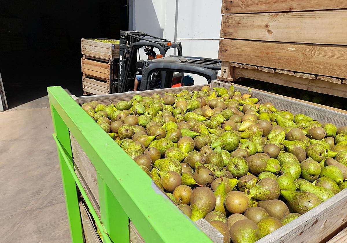 La DOP Peras de Rincón de Soto cierra la campaña con un 6% menos de producción