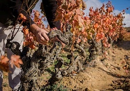 BBVA aborda, en un estudio monográfico, la sostenibilidad en el sector vinícola