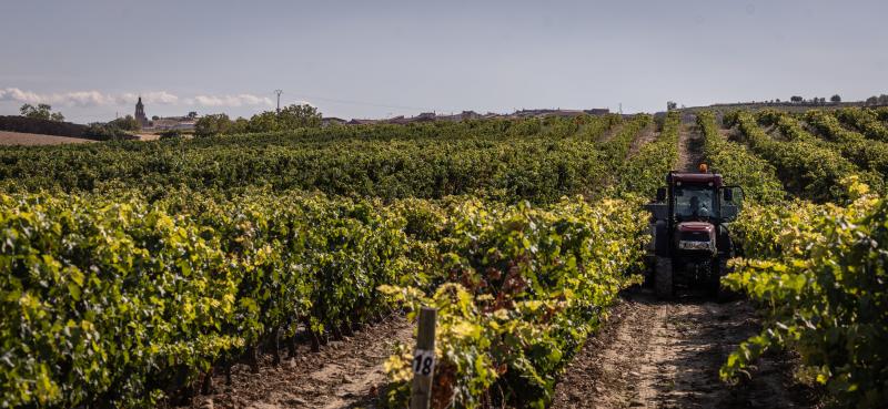 Vendimia esta campaña en San Asensio