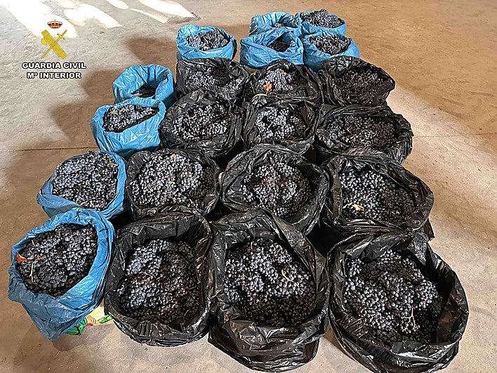La Guardia Civil investiga a cuatro personas por el hurto de 500 kilos de uva en Briones
