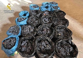 La Guardia Civil investiga a cuatro personas por el hurto de 500 kilos de uva en Briones