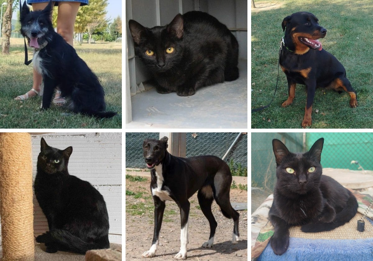 De arriba a abajo y de izquierda a derecha, Xena, Álex, África, Chess, Belchy y Esme, perros y gatos en adopción en las asociaciones protectioras Animales Riojs, Red de Ayuda Animal y Colaboración Animal.