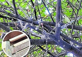 «Me devuelven las consumiciones por lo que cae del árbol», hoy en La Guindilla.