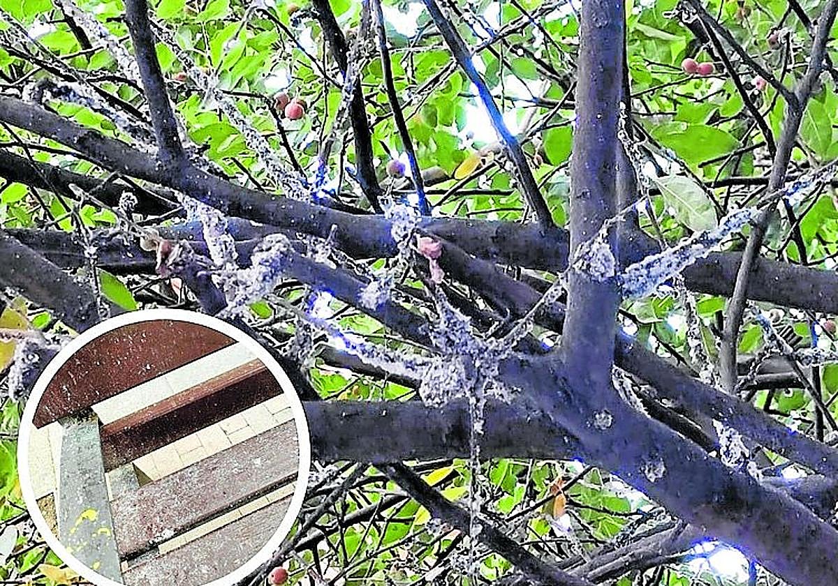 «Me devuelven las consumiciones por lo que cae del árbol», hoy en La Guindilla.