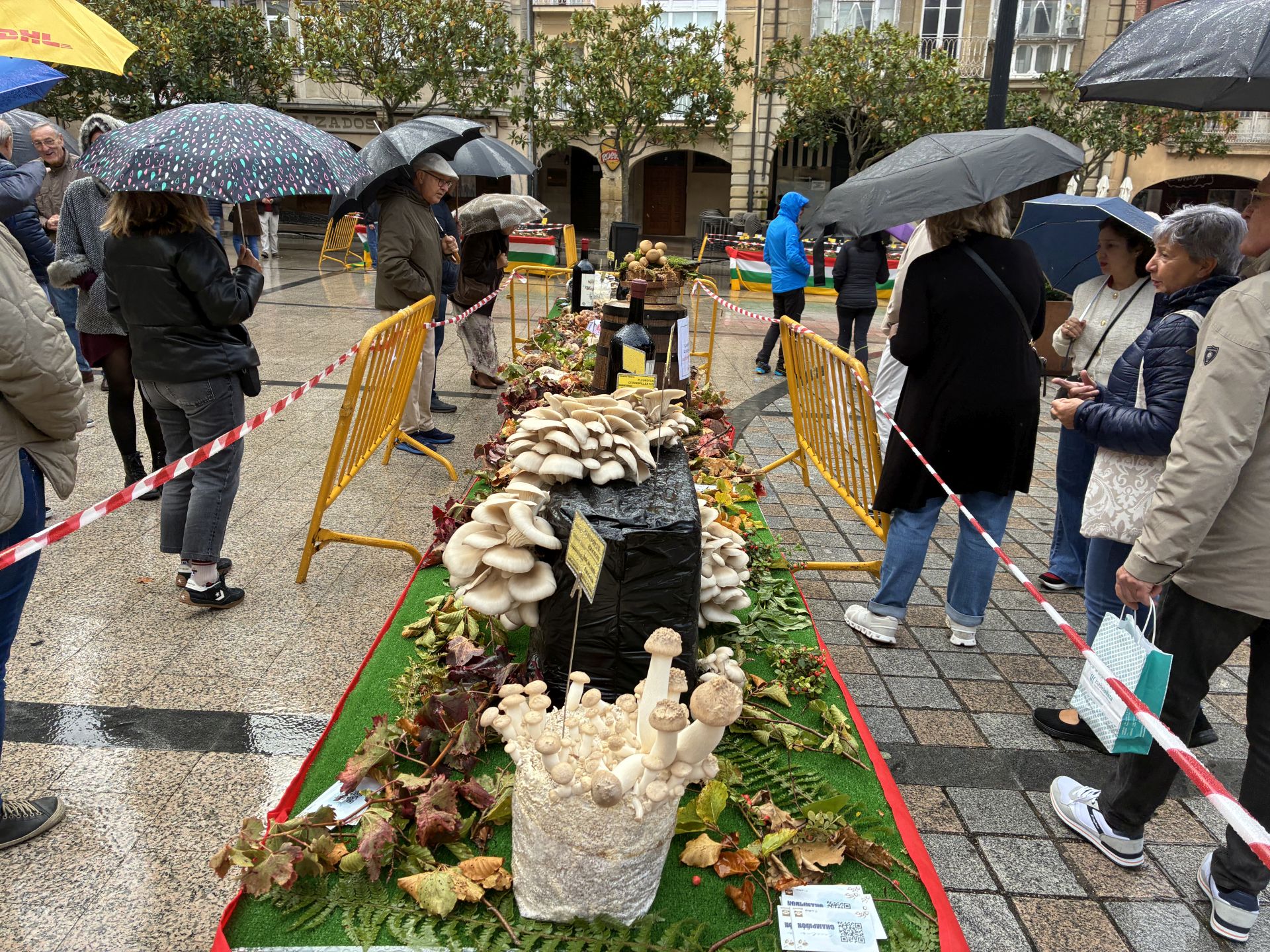 Las XXXI Jornadas Micológicas Jarreras, en imágenes