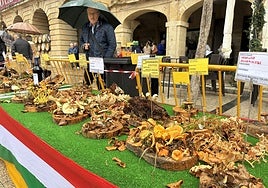 Las XXXI Jornadas Micológicas Jarreras, en imágenes