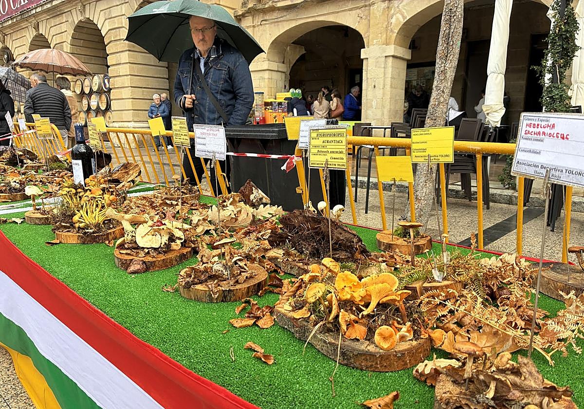 Las XXXI Jornadas Micológicas Jarreras, en imágenes