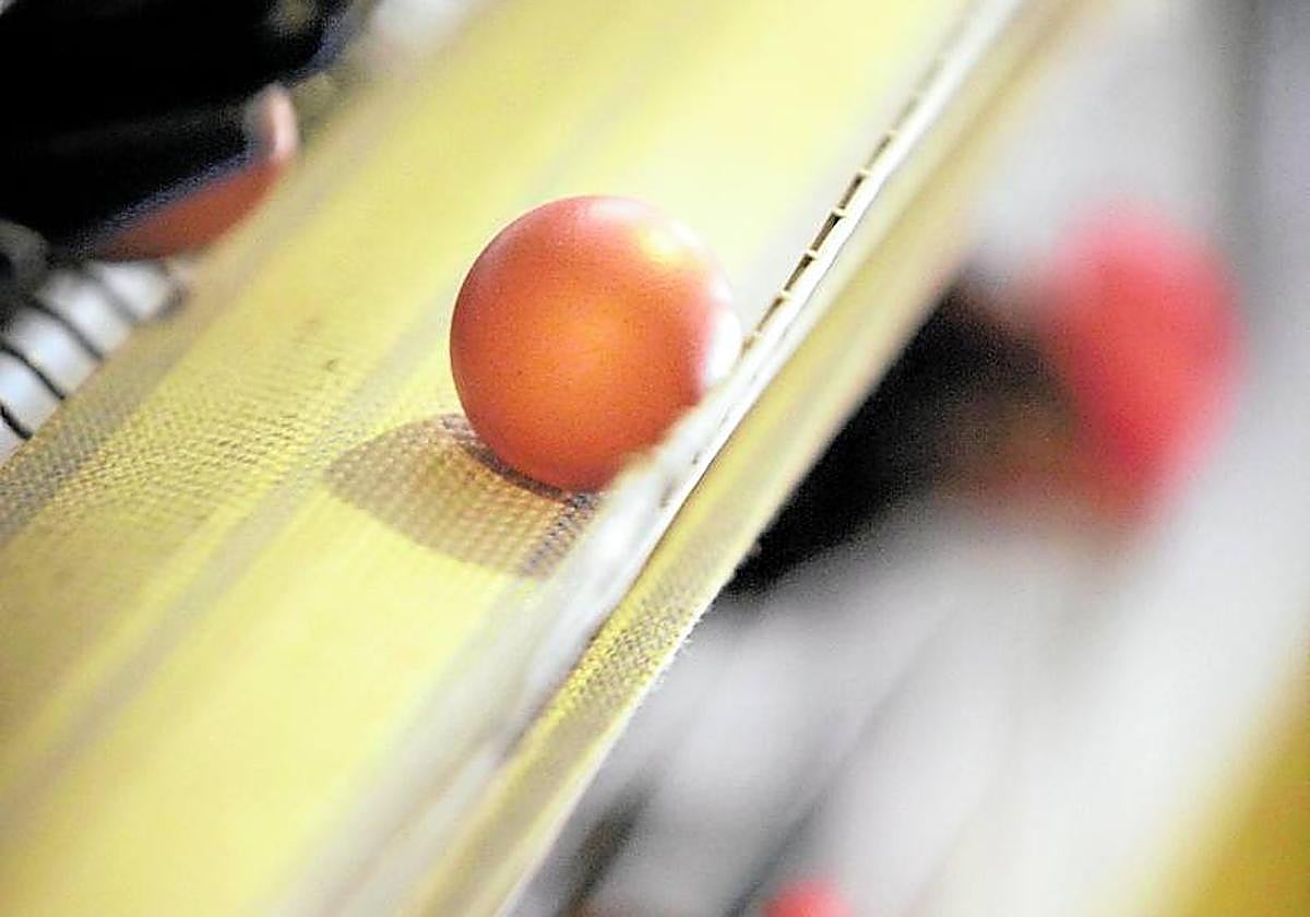 La gripe aviar llega a Navarra y cunde la preocupación en las granjas riojanas