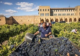 Vendimia en Señorío de La Estrella